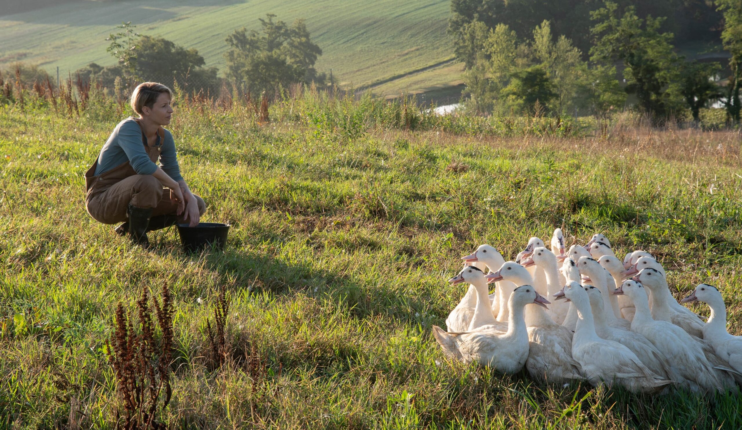 Eleveur Maison Montfort