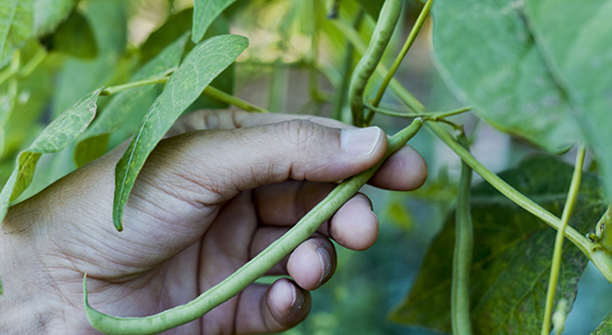 Le Groupe Euralis est actif dans la filière bio avec plusieurs structures dédiées, dont Agri Bio, une union de coopératives bios du Sud-Ouest de la France dont il est l’un des fondateurs.