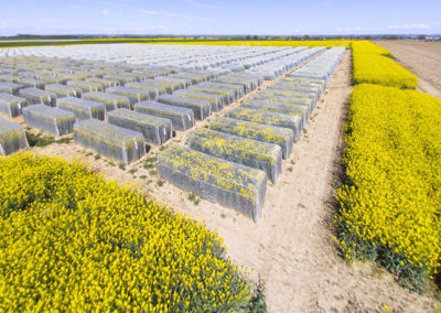 Groupe Euralis - Coopérative Agricole et agroalimentaire - Nos marques