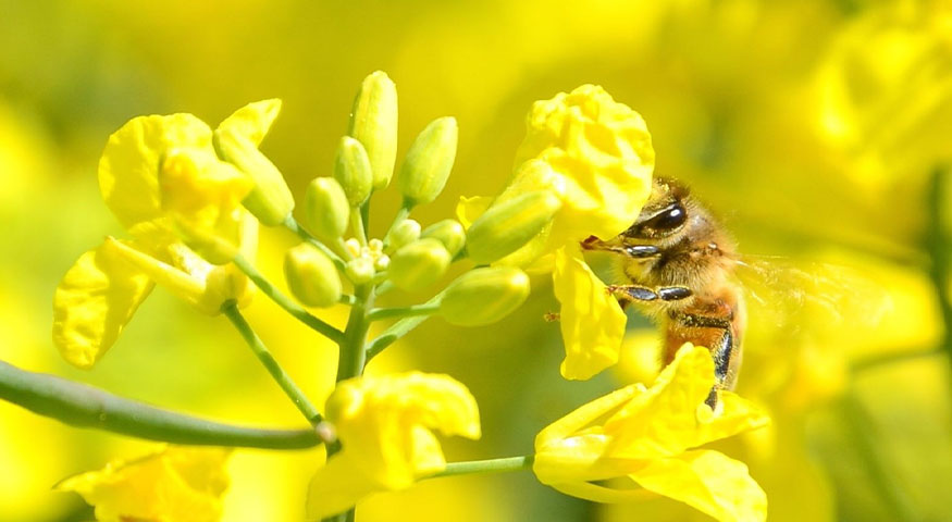 Euralis, stop aux idées reçues - L'agriculture biologique