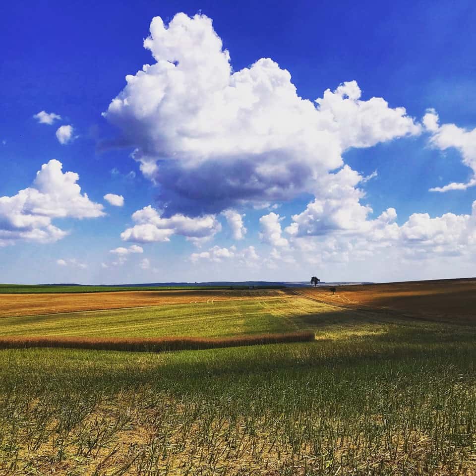 Pour le Pôle Agricole d’Euralis, la première quinzaine d’avril est une période très chargée. Aussi, les collaborateurs sont largement mobilisés pour assurer une continuité de l’activité. La coopérative met tout en œuvre pour protéger leur santé sur le lieu de travail, de même que celle des clients. Témoignages de salariés de la coopérative et d’agriculteurs plus que jamais sur le pont. Témoignage d’un agent de silo Les techniciens, conseillers vendeurs, œnologues, vendeurs en magasin Point Vert et chauffeurs continuent de livrer, conseiller, vendre. Et les activités approvisionnement tournent à plein en ce début de mois d’avril. Nous avons une très forte activité en agrofourniture. Tout est à faire en même temps : semis, désherbage, épandage, fertilisation. « Il faut pouvoir livrer les agriculteurs qui ont de gros besoins… », explique Jérémy Lasman, agent sur le silo de Verfeil. « Ils sont en pleine préparation des sols, avant les semis qui vont arriver très vite. Soit les clients viennent récupérer leurs commandes sur les plateformes ou dans les silos de proximité, comme celui de Verfeil, soit ils se font livrer sur leurs exploitations puisque le service Proxagri continue de fonctionner (il s’agit de la livraison en 24 heures sur l’exploitation). Je fais mon maximum pour qu’ils soient livrés au moment où ils le souhaitent. Tout se passe bien : ils m’appellent avant, pour me dire à quel moment ils vont passer. Ce qui me permet de préparer leurs commandes et de ne pas leur faire perdre de temps ». Sur la cinquantaine de plateformes et sites de proximité d’Euralis, le respect des gestes barrières est très strict et des procédures spécifiques ont été mises en place. « Les agriculteurs n’ont pas accès à mon bureau » conclut Jérémy, « et je porte des gants et un masque ». De la même façon, les vendeurs des magasins Point Vert et les chauffeurs respectent les consignes. Témoignage d’un chauffeur d’Euralis Yohan Duc est chauffeur pour Euralis depuis deux ans : « comme on est en pleine période appros, je fais une rotation par jour au port de Bayonne pour charger des engrais, 23 tonnes environ par chargement. Je livre ensuite les clients d’Euralis dans le secteur de Trie-sur-Baïse, 5 ou 6 par jour en moyenne. Bien sûr, on ne travaille pas tout-à-fait de la même façon : je porte une visière et des gants et j’utilise des gels hydro alcooliques. Mon camion est aussi équipé de bidons d’eau de 5 litres, ce qui me permet de me laver les mains dans les champs ». Témoignages d’agriculteurs clients de la coopérative Jean-Pierre Peyre, céréalier à Bonrepos-Riquet (31) et client d’Euralis, précise : « je n’ai aucun problème particulier. Je suis servi comme en temps normal. Et je comprends tout-à-fait la nécessité de respecter une certaine distance avec les agents des silos. Pour nous, la vie continue ! ». Julien et Thierry Cazenave, exploitants en polyculture à Sauvagnon, et entrepreneurs de travaux agricoles confirment : «pour les semences de maïs et les engrais, on a fait nos appros fin janvier auprès de notre technicien et tout a été livré par le service de livraison Proxagri en temps et en heure. Les livreurs nous appellent pour nous dire à quel moment ils vont passer. Ils laissent la livraison au hangar, pour éviter les contacts. En épandage de chaux, pas de problème de logistique non plus, idem pour les solutions azotées. Nous prenons aussi des engrais en vrac à Lescar, et il n’y a pas de de rupture. Les dernières livraisons soja et tournesol sont prévues la semaine prochaine, donc la logistique est bien rodée. Enfin, les premiers semis de maïs sont programmés pour ce week-end chez un de nos clients. Voilà, même avec la crise covid la saison des semis se présente bien pour le moment. Et puis on a notre technicien au téléphone régulièrement. S’il faut intervenir pour des problèmes sur des cultures, il peut se déplacer, seul. Et on debriefe ensuite au téléphone. La crise n’a finalement pas changé grand-chose… Enfin si… Elle a peut-être modifié le regard du grand public sur nous, agriculteurs. Les gens se rendent compte du rôle qu’on joue dans la chaîne alimentaire. Espérons que cela durera après la crise ! ». Témoignages de Directeurs de Territoire « Les modalités des organisations qui ont été mises en place par métier et filière ont toutes été relayées sur Terre Vive Le Web, le support technique téléphonique. Pour l’activité approvisionnements, tous les postes à risques sont doublés, voire triplés. Ce qui permet d’assurer une continuité dans le service, en cas d’absence. Les techniciens quant à eux sont en télétravail pour la partie commandes. Ils échangent beaucoup avec les agriculteurs au téléphone, par mail, notamment pour les rassurer sur leurs livraisons et les informer des dates de livraison. Ils ont commencé les tours de plaine et ils vont sur les champs mais seuls, dans leur véhicule et sur place. Les compte-rendu sont effectués par mail ou téléphone. L’équipe de Terre Vive le Fil est aussi largement sollicitée » conclut Cédric Poeydomenge, Directeur du territoire Sud Aquitaine. « Nous sommes fiers de constater l’engagement exceptionnel de nos équipes » ajoute Sylvain Claveria, Directeur du Territoire Occitanie. « Ils ont conscience du rôle crucial qu’ils jouent dans le maintien de la chaîne alimentaire et prennent ce rôle très à cœur ». Témoignages de managers Point Vert Dans les magasins Point Vert, sur tout le territoire de la coopérative, il a aussi fallu s’adapter rapidement, protéger les équipes. « Alors que les horaires ont été revus, nous avons réorganisé les rayons en nous appuyant sur les équipes. Sans jamais perdre du vue que nous nous avons une activité de première nécessité : parce que nous proposons des rayons alimentaires avec la table des producteurs, et parce que nous continuons à rendre la même qualité de service aux agriculteurs, eux-mêmes en première ligne pour assurer le maintien de la chaîne alimentaire. «Les producteurs maintiennent leurs livraisons de fruits, légumes, fromages… etc. Et nous fiers de soutenir ainsi l’agriculture locale » poursuit Pierre Oscamou, manager du magasin d’Arudy. « L’ensemble de nos magasins font partie de la vie locale. On vient y chercher ce dont on a besoin et on parle. Le rayon Table des producteurs avec les produits alimentaires de nos agriculteurs locaux est encore plus dynamique en ce moment. Créer un lien entre les magasins du réseau est encore plus important dans la période. Nous nous parlons tous les jours pour ajuster les plannings et les approvisionnements. Il y a une vraie chaîne de solidarité autour de nos productions locales, de la ferme à nos magasins et jusqu’aux consommateurs. Nous avons tous un rôle clef à jouer dans cette crise en respectant les gestes barrières et en soutenant ceux qui nous permettent de manger au quotidien, » confirme Johan Becquet, responsable régional.