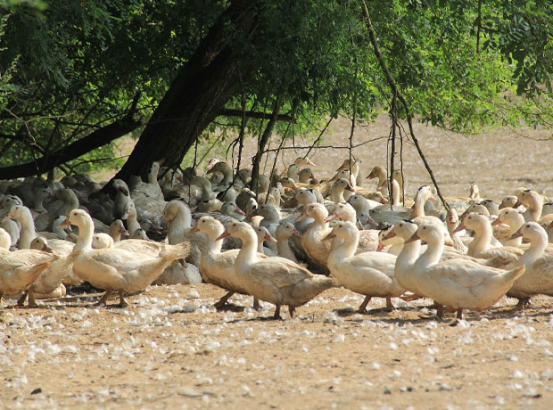 Groupe Euralis - Activités Canard