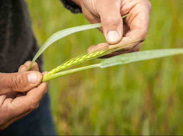 Agriculture biologique et autres signes de qualité 