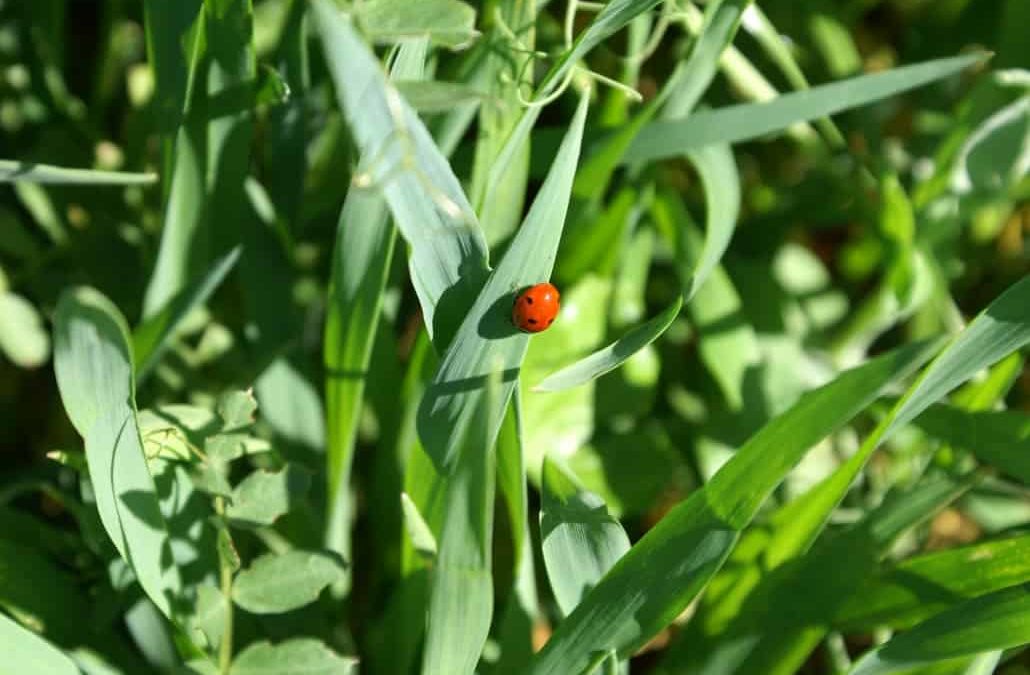 TRANSITIONING TOWARDS SUSTAINABLE, INTEGRATED, AND RESPONSIBLE AGRICULTURE EURALIS’ TRANSFORMATION IS IN FULL SWING