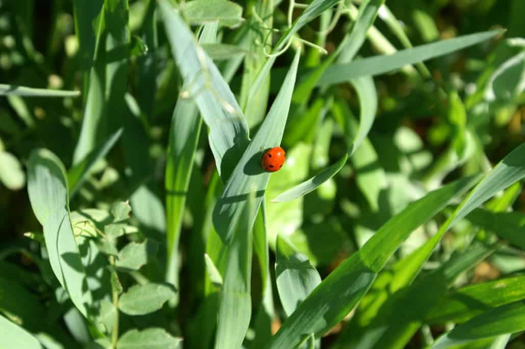 Le groupe coopératif Euralis fait sa révolution et contribue ainsi activement à inventer l’agriculture de demain : une agriculture durable, raisonnée, responsable… et toujours performante.