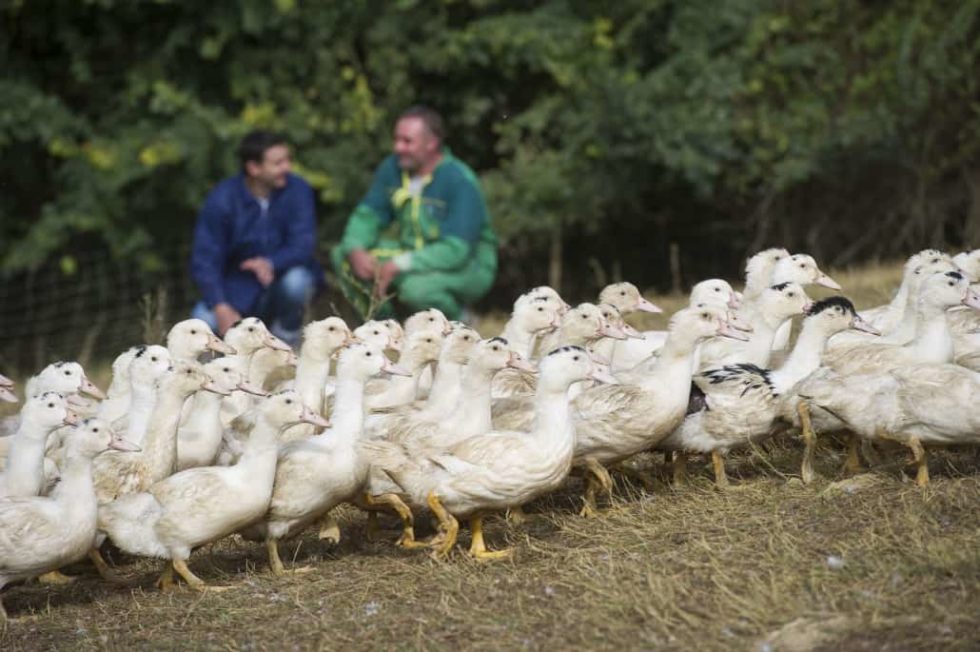 Activités canards à foie gras et canards - Groupe Euralis
