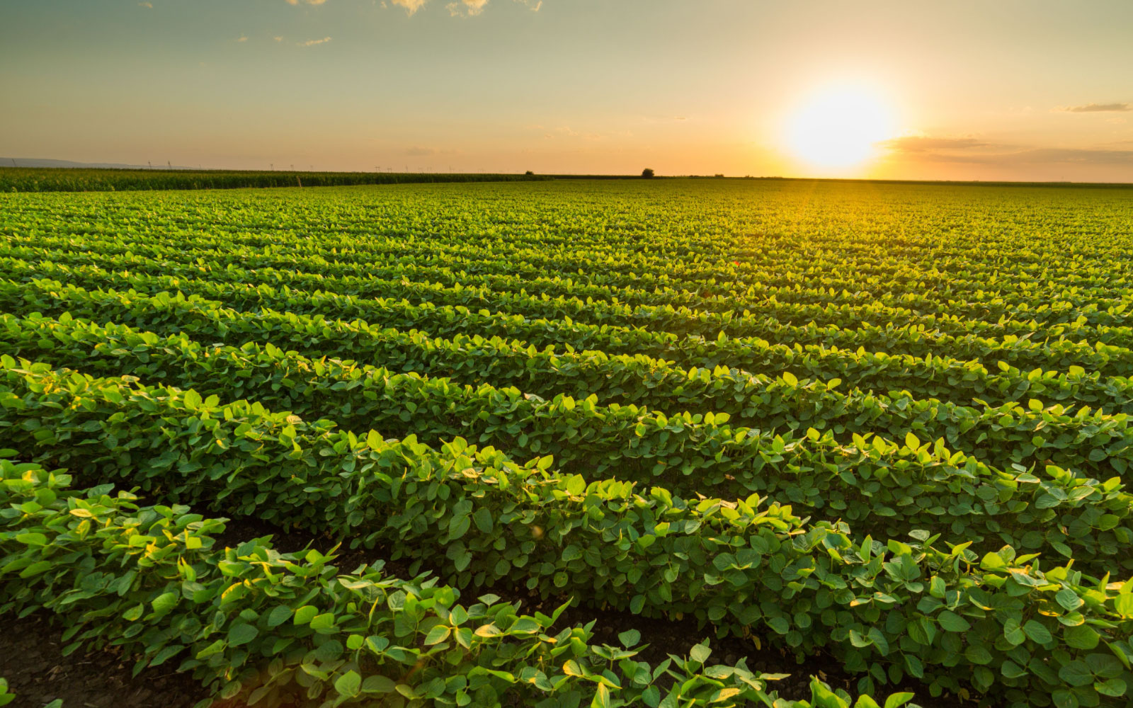 Euralis, partenariats pour les légumes