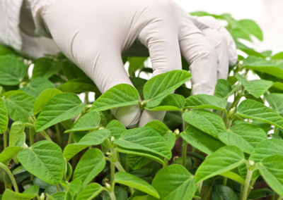 Euralis group - Seeds activities