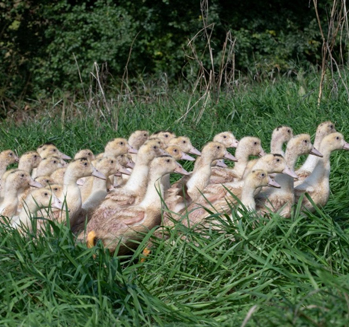 Farmers at the heart of the cooperative - You are a farmer