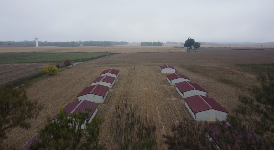 Exploitation élevage volailles en agro foresterie