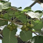 Pau Tempo - Site de votre Centre Commercial - Red kiwifruit and renewable energy production