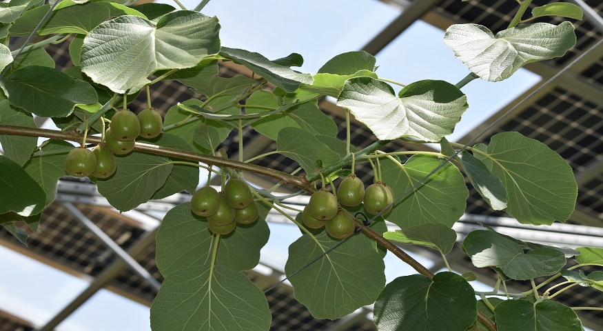 Red kiwifruit and renewable energy production