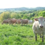 Pau Tempo - Site de votre Centre Commercial - Renforcement de la filière bovine du Sud-Ouest