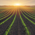 Pau Tempo - Site de votre Centre Commercial - Agricultural cooperatives Euralis and Maïsadour are discussing a plan for a merger