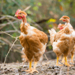 Pau Tempo - Site de votre Centre Commercial - Euralis cherche des producteurs de volailles
