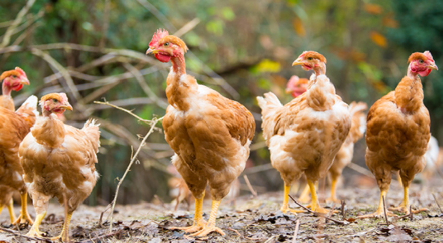 Euralis cherche des producteurs de volailles
